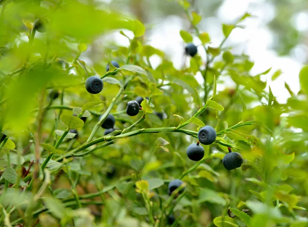 与成熟的蓝莓蓝莓布什 — 图库照片