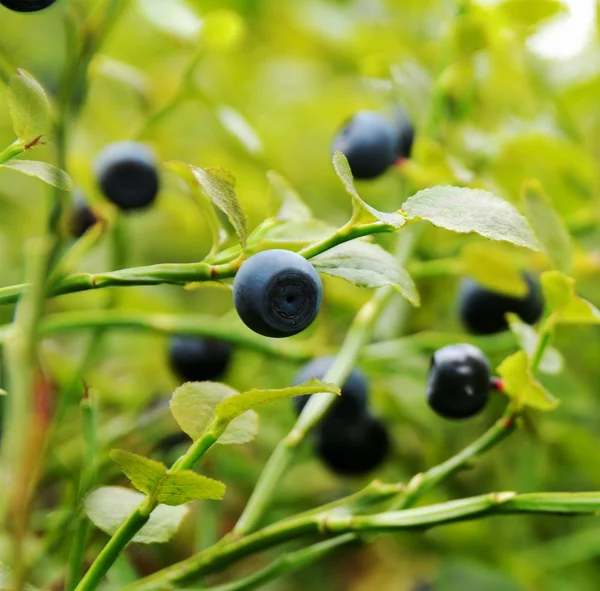 Blueberry bush with ripe blueberries
