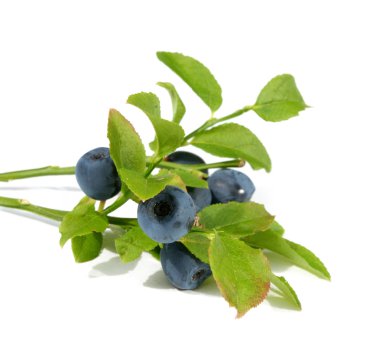 Mavi olgun yaban mersini