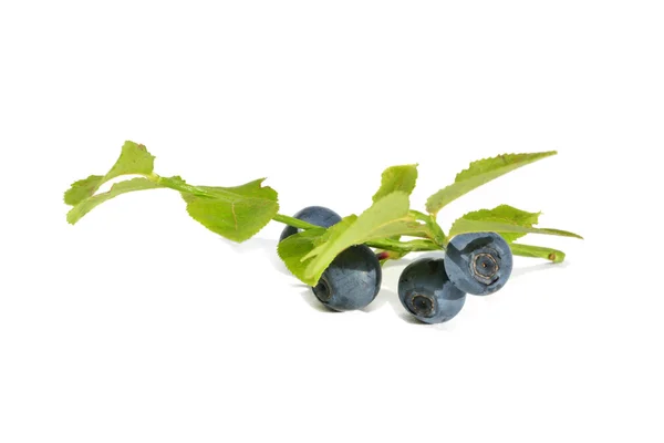 Błękitne jagody dojrzałe — Zdjęcie stockowe
