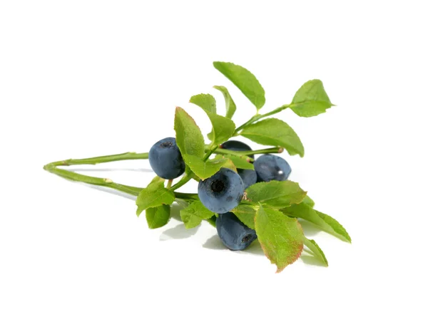 Blue ripe blueberries — Stock Photo, Image