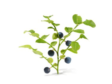  Mavi olgun yaban mersini