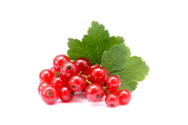 taze kırmızı kuş üzümü