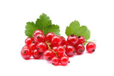 taze kırmızı kuş üzümü
