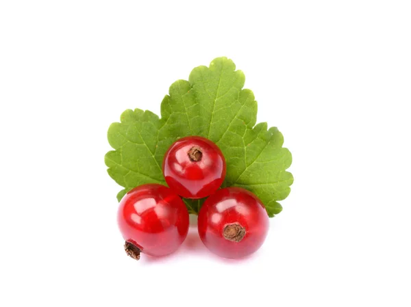 Ribes rosso fresco — Foto Stock