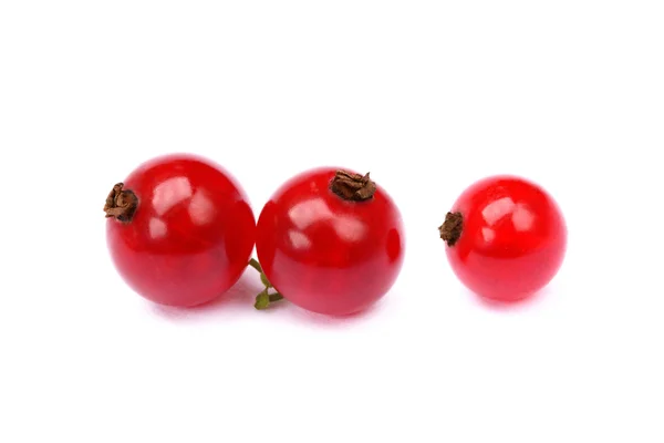 Currant merah segar — Stok Foto