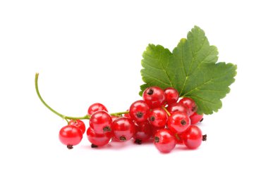 taze kırmızı kuş üzümü