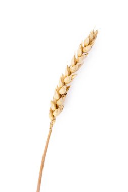 Hasat edilen tahıl, beyaz arka planda izole edilmiş çavdar. 