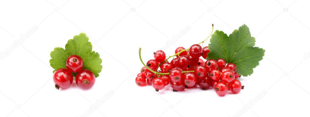  Fresh red currant isolated on white background