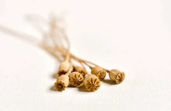 Dried poppy seed pods on white background.