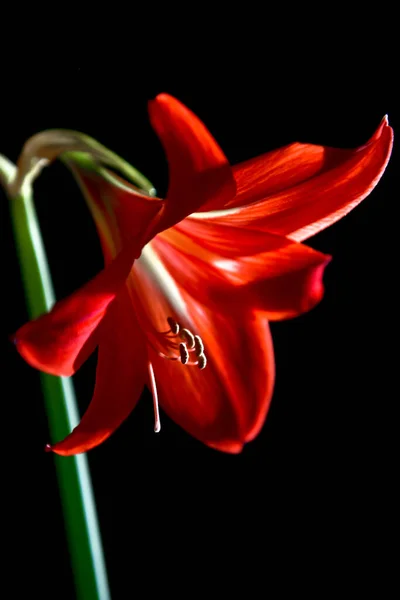 Flower Red Lily Black Background — Stock Photo, Image