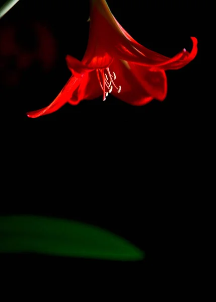 Flor Lirio Rojo Sobre Fondo Negro — Foto de Stock