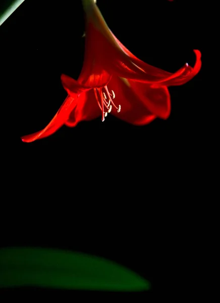 Flor Lirio Rojo Sobre Fondo Negro — Foto de Stock