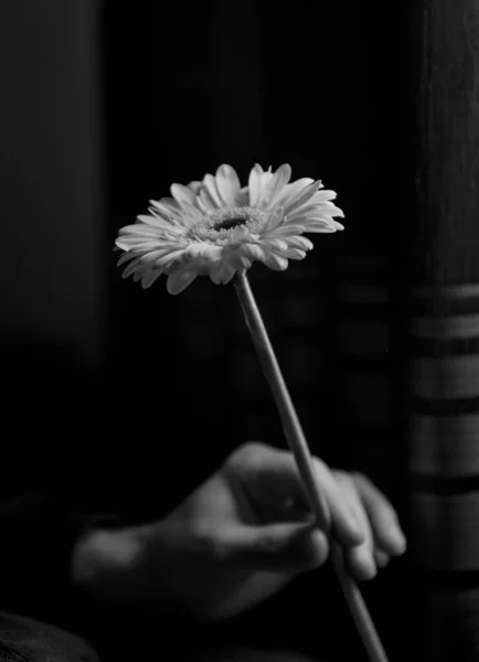 Flower Man Hand — Stock Photo, Image