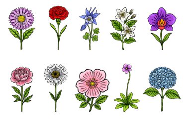 Renkli Botanik Çiçek Koleksiyonu, El Çizimi Çiçek Çizimi Seti