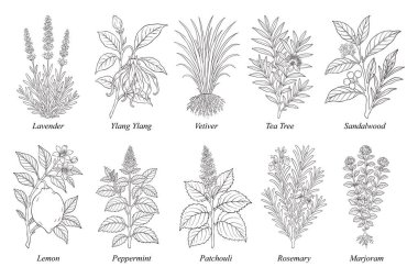 Temel Petrol Botanik Çizgisi Sanat Seti