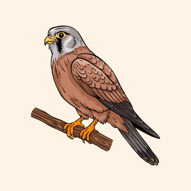 Zarif Şahin Sanat İllüstrasyonu