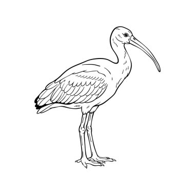 El Çizimi Ibis Çizgisi Resim Çizimi, Siyah ve Beyaz Kanatlı Kuş Çizim Vektörü