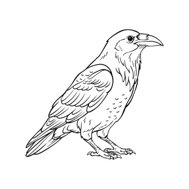 El Çizimi Raven Çizgisi Sanat Resimleri, Siyah ve Beyaz Kuş Taslak Vektörü