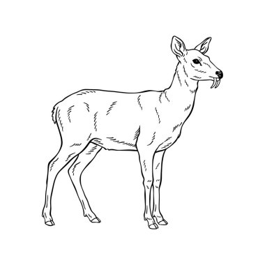 El Çizimi Misk Geyiği Çizgisi Sanat İllüstrasyonu, Siyah ve Beyaz Hayvan Taslak Vektörü