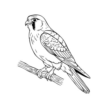 El Çizimi Falcon Çizgisi Resim Çizimi, Siyah ve Beyaz Hayvan Taslak Vektörü
