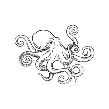 El Çizimi Ahtapot Çizgisi Resim Çizimi, Siyah ve Beyaz Deniz Hayvanı Taslak Vektörü
