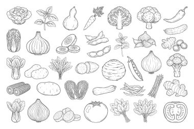 El Kaplama Sebze Çizgisi Sanat Seti, Siyah ve Beyaz Botanik Sebze Çizimi