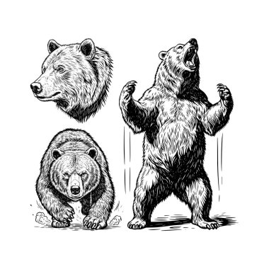 Ayı Illustration Set, Siyah ve Beyaz Vahşi Yaşam Çizgisi Sanat