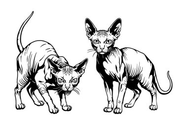 Sphynx kedi çizimi, siyah beyaz kedi çizgisi