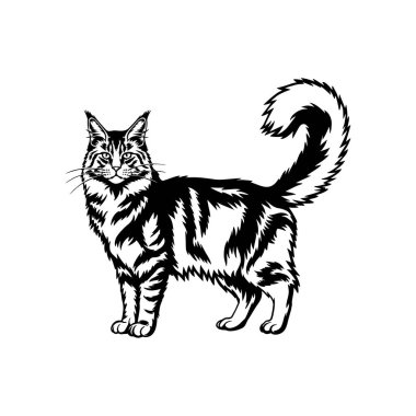 Maine Rakun Kedi Çizimi, siyah beyaz uzun saçlı kedi sanatı