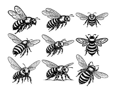 Arı Hattı Sanat İllüstrasyon Seti, Detaylı El Çizimi Bal Arısı Vektörü