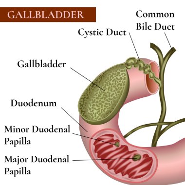 Gallbladder. Bile duct. clipart