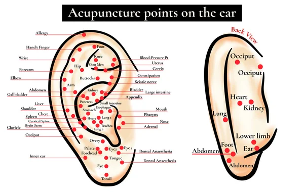 Zonas reflexas na orelha. Pontos de acupuntura na orelha. Mapa dos pontos de acupuntura (zonas reflexas) na orelha . —  Vetores de Stock