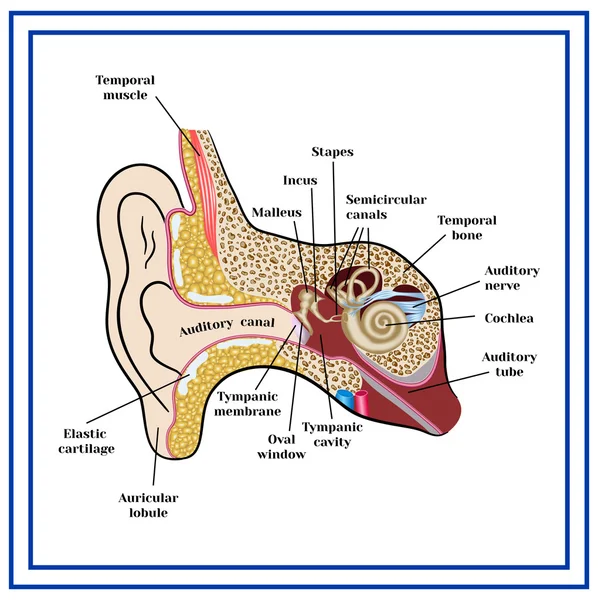 The structure of the human ear. — Stock Vector