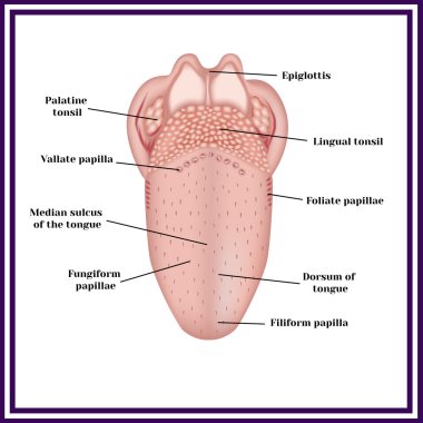 The structure of human tongue clipart