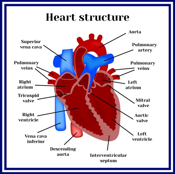 Estrutura cardíaca. O órgão do sistema circulatório . — Vetor de Stock