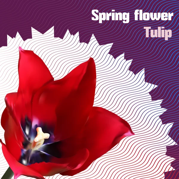 Tavaszi virág. Tulipán. — Stock Vector