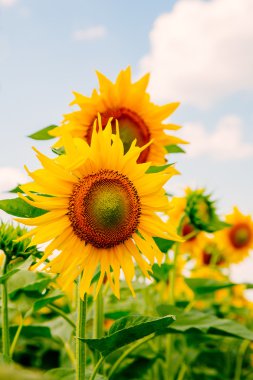 Güzel manzara ayçiçeği alanındaki