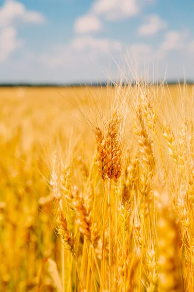 Altın buğday tarlası ve mavi gökyüzü