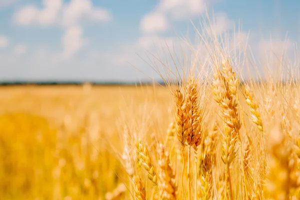 Altın buğday tarlası ve mavi gökyüzü