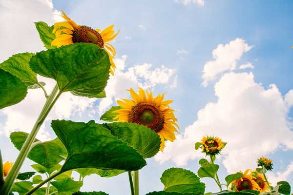 Güzel manzara ayçiçeği alanındaki