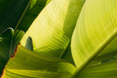 Canlı muz yaprakları, yumuşak güneş ışığıyla aydınlatılan zengin yeşil renkleri ve karmaşık dokuları sergiler. Doğal güzelliklerle dolu sakin bir tropikal atmosfer yaratırlar.