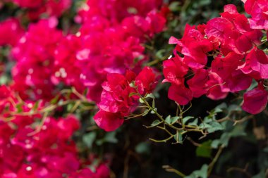 Bol miktarda pembe bougainvillea çiçekleri yeşil yapraklara karşı çiçek açar. Bahçe ortamında karmaşık taç yapraklarını ve canlı renklerini vurgularlar.