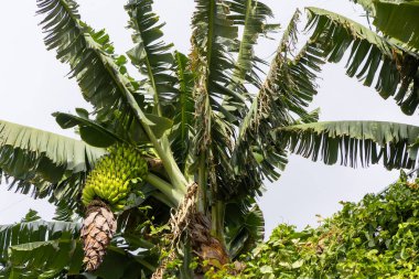 Muz ağacı belirgin bir demet yeşil muz ve geniş yaprakları, açık bir gökyüzünün altında, doğal bir ortamda tropikal florayı vurguluyor.