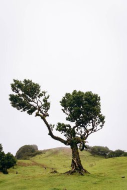 Dalları genişleyen kendine özgü bir ağaç dingin ve bulutlu bir atmosferle çevrili canlı yeşil bir tepeden yükselir. Laurel Ormanı Fanal Madeira. Boş alan.