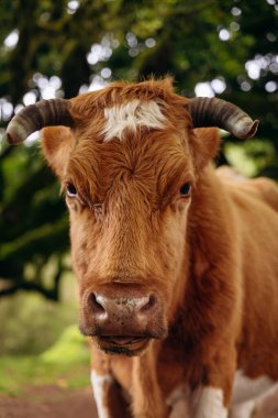 Canlı yeşil otlaklarda eşsiz boynuzları olan kahverengi ineklere yakın çekim. Ağaçlar sakin bir atmosfer yaratıyor. Laurel Ormanı Fanal Madeira. Boş alan.