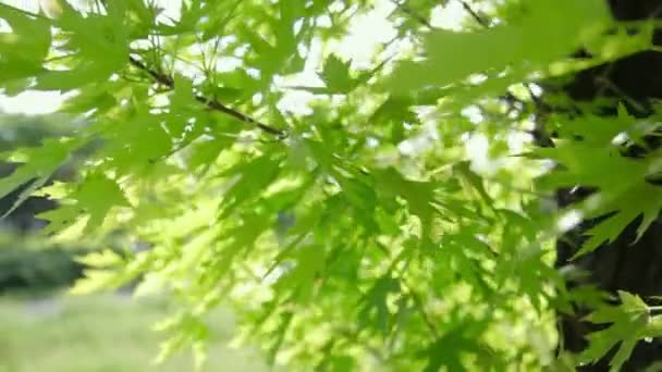 Foglie verdi fresche sul ramo con luce del giorno. — Video Stock