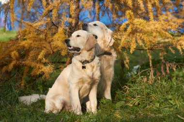 altın geri almak genç köpek yetiştirmek