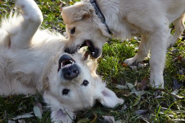 altın geri almak genç köpek yetiştirmek