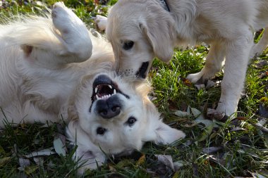 altın geri almak genç köpek yetiştirmek